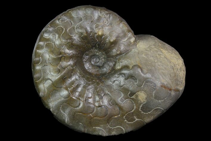Unusual, Triassic Ammonite (Ceratites) Fossil - Germany #92585